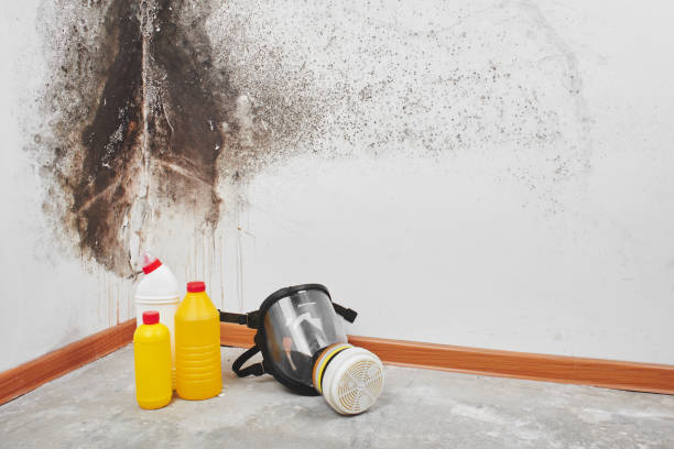 Professional Mold Removal in Forsyth, IL
