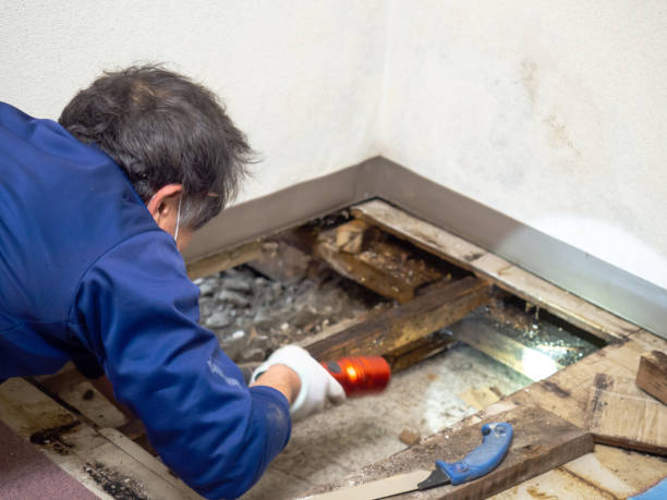 Certified Mold Removal in Forsyth, IL