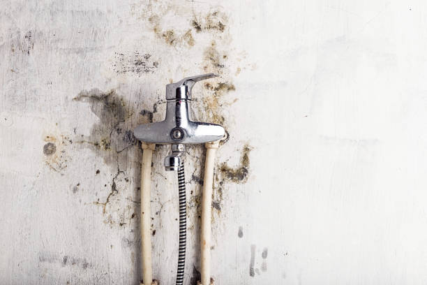 Best Mold Cleaning Services  in Forsyth, IL