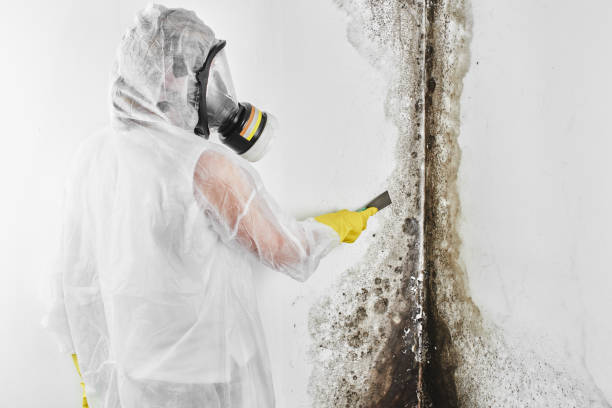 Best Mold Testing  in Forsyth, IL