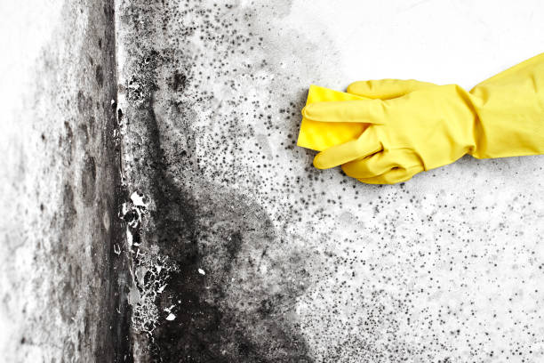 Best Professional Mold Removal  in Forsyth, IL