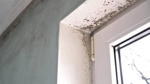 Best Mold Remediation  in Forsyth, IL