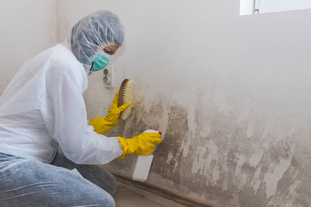 Mold Removal Process in Forsyth, IL
