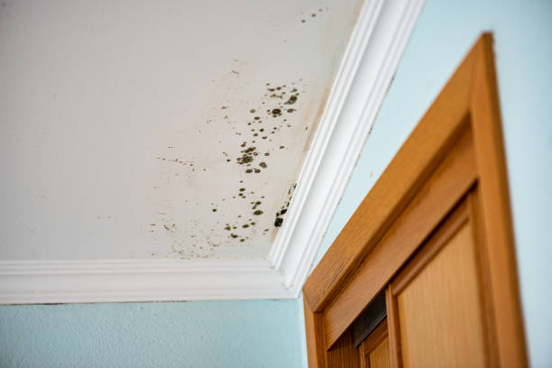 Best Certified Mold Removal  in Forsyth, IL