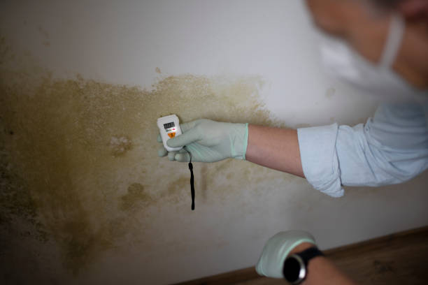 Trusted Forsyth, IL Mold Removal Experts