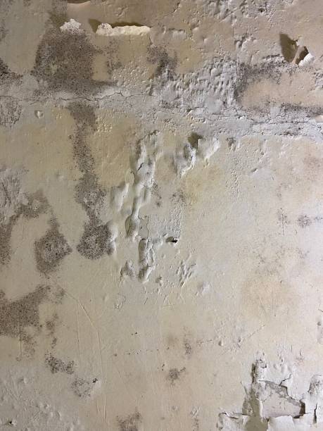Best Mold Inspection  in Forsyth, IL