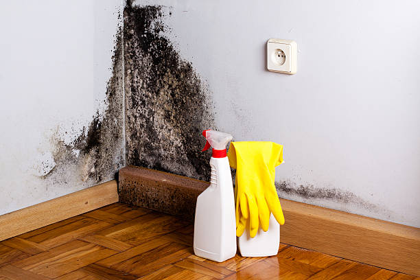 Best Crawl Space Mold Removal  in Forsyth, IL