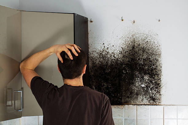 Best Black Mold Removal  in Forsyth, IL