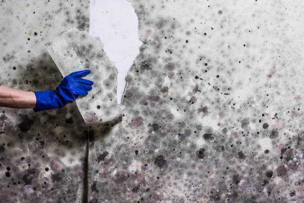 Best Toxic Mold Removal  in Forsyth, IL