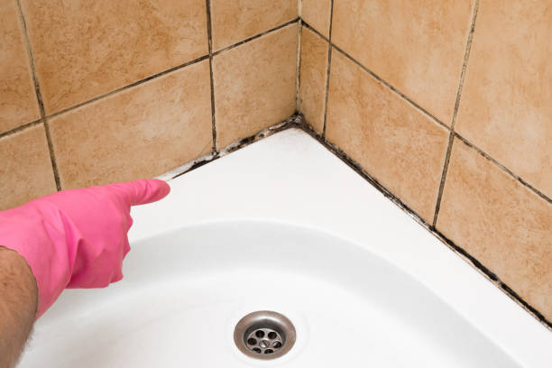 Best Same-Day Mold Removal  in Forsyth, IL