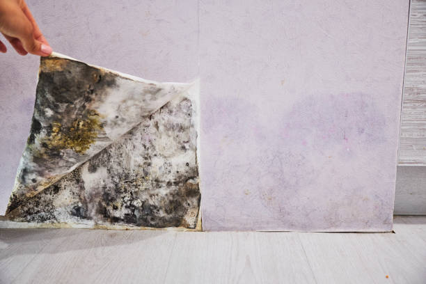 Best Best Mold Removal Companies  in Forsyth, IL